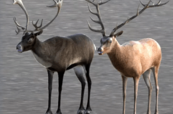 Deer, Caribou and Moose Download Free