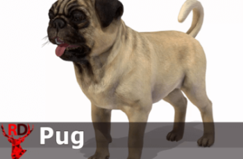 Dog Pug Download Free