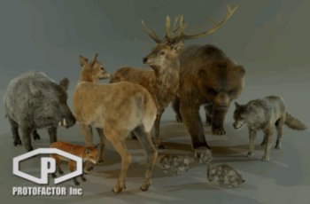FOREST ANIMALS PACK Download Free