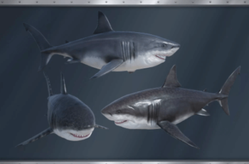 Megalodon (Carcharocles megalodon) Download Free